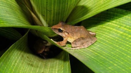 В Бразилии нашли кричащих ультразвуком лягушек