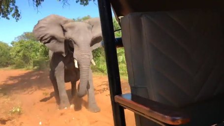 Американка погибла при нападении слона во время сафари в Замбии