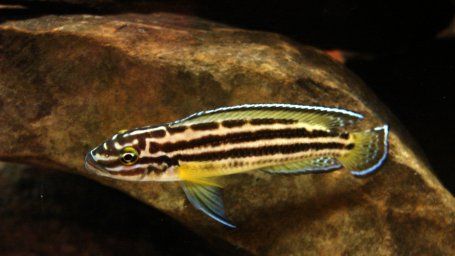 Юлидохромис Регана (Julidochromis regani)
