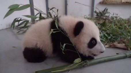 Детеныш панд из Московского зоопарка сделал первые шаги. Видео.