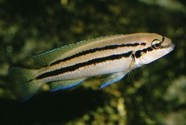 Тельматохромис бифренатус (Telmatochromis bifrenatus)