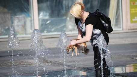 Воды котам: как защитить домашних питомцев от жары