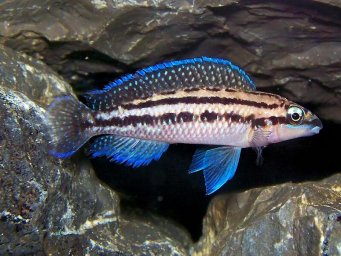 Юлидохромис Дикфельда. Юлидохромис перламутровый (Julidochromis dickfeldi)