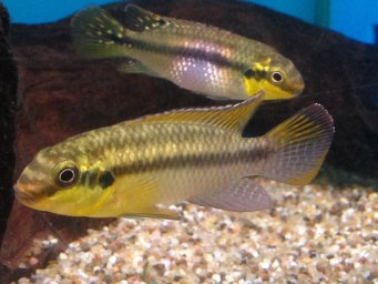 Попугай сетчатый ( Pelvicachromis subocellatus )