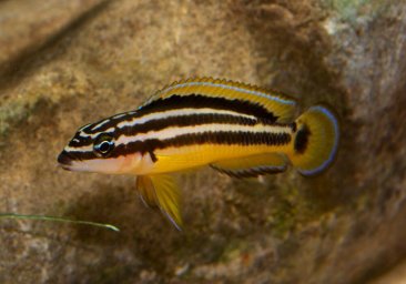 Юлидохромис орнатус или Попугай золотой (Julidochromis ornatus)