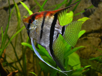 Скалярия (Pterophyllum scalare)