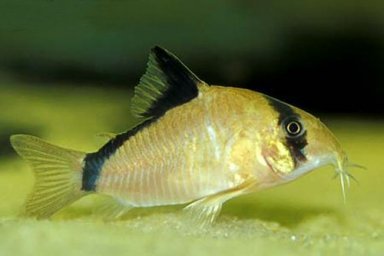 Сомик Мета (Corydoras metae)