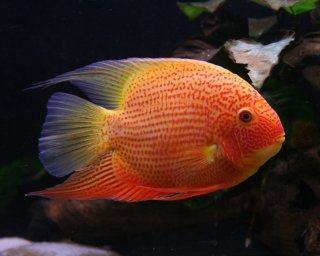 Цихлазома северум (Cichlasoma severum)