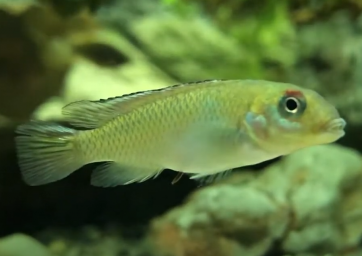 Нанохромис нудицепс ( Nanochromis nudiceps )