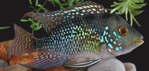 Геофагус бразильский - ( Geophagus brasiliensis )