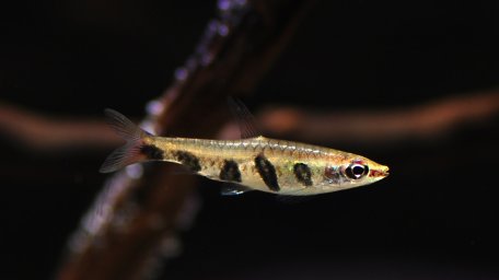 Пецилобрикон полосатый ( Nannostomus espei )