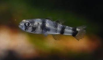 Брахигобиус крошка - ( Brachygobius nunus )