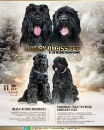 LUXURY OLGISS TER