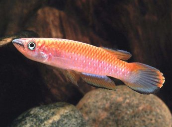 Эпиплатис фасциолатус (Epiplatys fasciolatus)