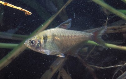 Тетра желтая (Hyphessobrycon bifasciatus)