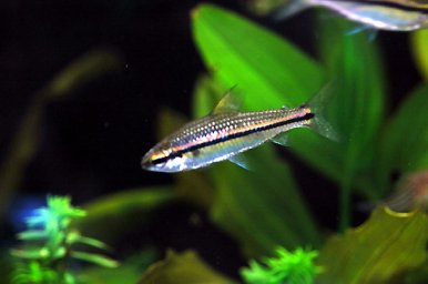 Наннетиопс однополосый ( Nannaethiops unitaeniatus )