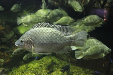 Тиляпия мозамбикская (Oreochromis mossambicus)