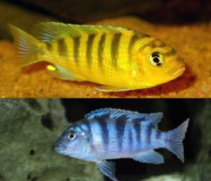 Псевдотрофеус Ломбардо ( Pseudotropheus lombardoi )