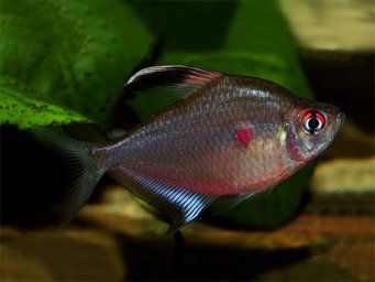 Рубростигма. Тетра краснопятнистая ( Hyphessobrycon erythrostigma )