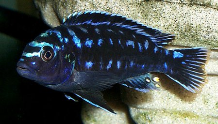 Меланохромис Иохана - ( Melanochromis johanni )