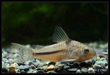 Сомик Наттерера (Corydoras nattereri)