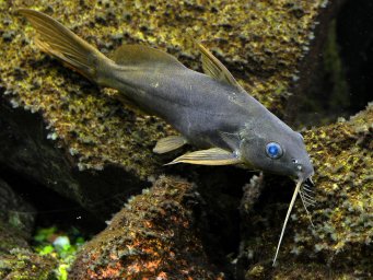 Синодонтис серый (кофейный) (Synodontis schall)