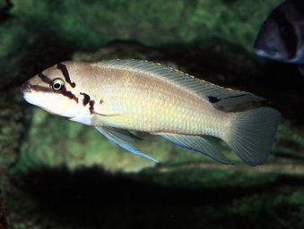 Халинохромис Бришара (Chalinochromis brichardi)