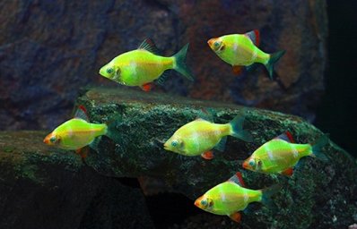 Барбус зеленый светящийся ( Barbus GloFish )
