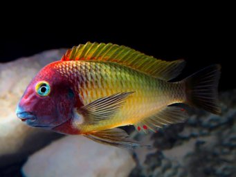 Трофеус Мура (Tropheus moorii)