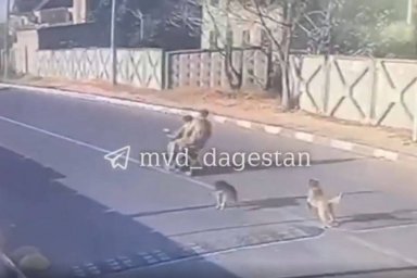 Житель Дербента разбился насмерть на скутере из-за облаявших его бездомных собак