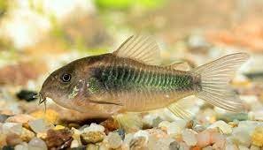 Сомик золотистый (Corydoras aeneus)