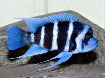 Королева Танганьики. Цифотиляпия "зебра". Цифотиляпия лобастая - ( Cyphotilapia frontosa )