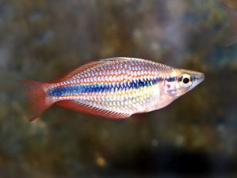 Радужница трехполосая ( Мelanotaenia trifasciata )