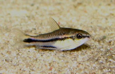 Сомик пигмей (Corydoras pygmaeus)