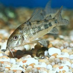 Сомик крапчатый (Corydoras paleatus)