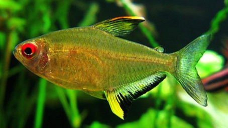 Тетра лимонная (Hyphessobrycon pulchripinnis)