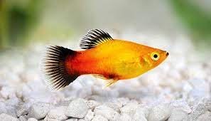 Xiphophorus maculatus