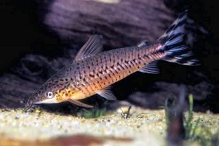 Дианема уростриата ( Dianema urostriatum )