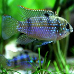 Пельматохромис Томаса ( Pelmatochromis thomasi )