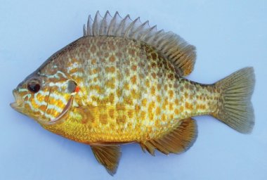 Окунь солнечный ( Lepomis gibbosus )