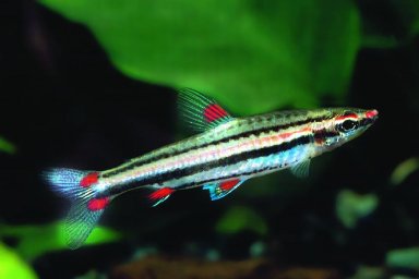 Нанностомус трехполосый ( Nannostomus trifasciatus )