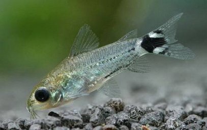 Сомик карликовый. Сомик-воробей "воробышек" (Corydoras hastatus)