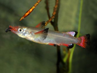 Полурыл красно-черный ( Nomorhamphus liemi )