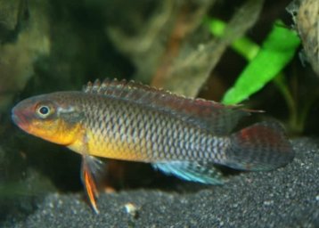 Нанохромис димидиатус ( Nanochromis dimidiatus )