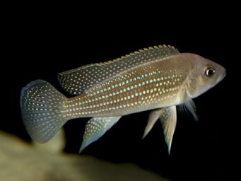 Лампрологус перламутровый - ( Neolamprologus tetracanthus )