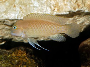 Тельматохромис темпоралис (Telmatochromis temporalis)