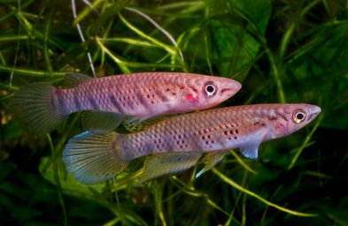 Эпиплатис Грэхема (Epiplatys grahami)