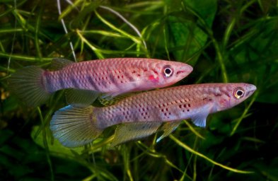 Эпиплатис Грэхема (Epiplatys grahami)