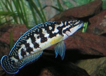 Юлидохромис масковый (Julidochromis transcriptus)