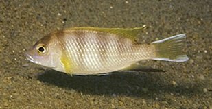 Псевдотрофеус Ливингстона ( Pseudotropheus livingstonii )